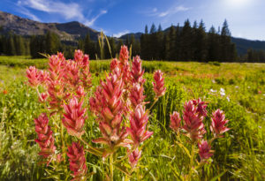 01, Indian Paintbrush, Albion Basin–UT