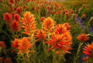 08, Indian Paintbrush (CSTM WB), Albion Basin–UT